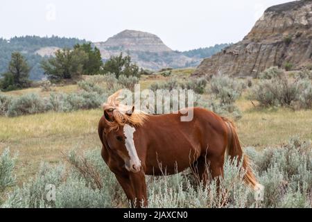 Wilde Pferde im Theodore Roosevelt NP, North Dakota Stockfoto