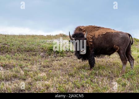 American Bison auf dem Gebiet des Theodore Roosevelt NP, North Dako Stockfoto