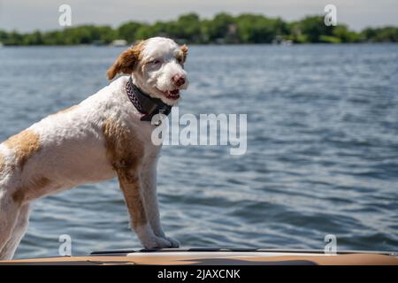 Ein Jack Russel Terrier in Lake Minnetonka, Minnesota Stockfoto