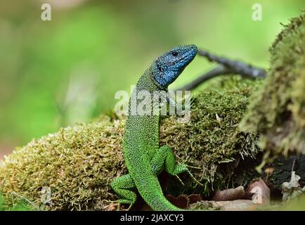 Europäische grüne Eidechse - Lacerta viridis Männchen mit grünem Hintergrund Stockfoto