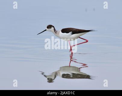 Schwarzflügel-Stelze Himantopus himantopus in Zicksee, Österreich Stockfoto