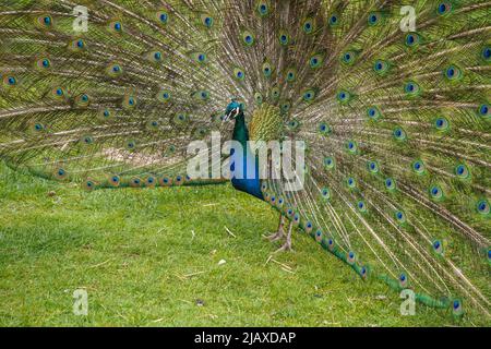 Ein Pfauenmännchen, ein indischer Pfau, Pavo cristatus, der sein Gefieder zeigt. Stockfoto