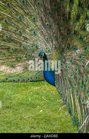 Ein Pfauenmännchen, ein indischer Pfau, Pavo cristatus, der sein Gefieder zeigt. Stockfoto