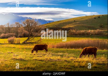 Viehweide auf einem ländlichen Bauernhof in Montana Stockfoto