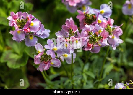 Nemesia ‘Amelie’ Stockfoto