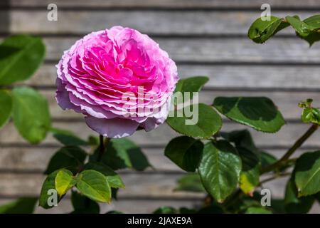 James Galway (Auscrystal) - Englisch Kletterrose Stockfoto