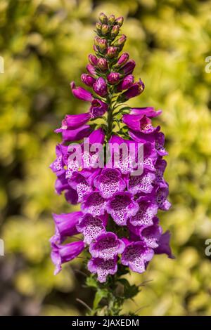 Digitalis purpurea 'Dalmatian Purple' Stockfoto