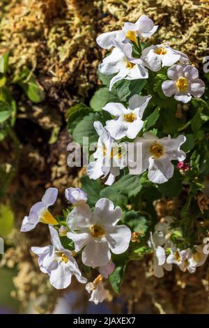 Bacopa Hängekorb