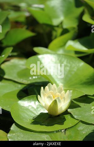 Blühende Seerose im Teich Stockfoto