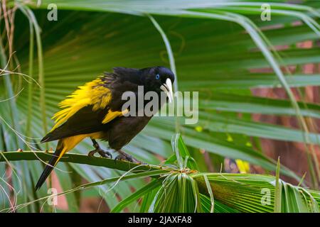 Gelbbbbbige Kazicke (Cacicus cela / Parus cela), die in einem baumbestandenen, tropischen Singvögel aus Südamerika thront Stockfoto