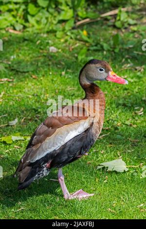 Schwarzbauchente/Schwarzbauchente (Dendrocygna autumnalis), die im tropischen Mittel- und Südamerika beheimatet ist Stockfoto