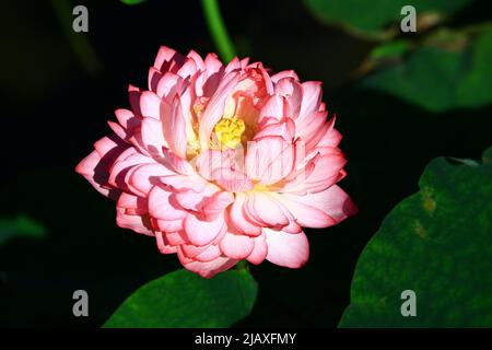 Blühende farbenfrohe Pfingstrosen-Lotusblume, Nahaufnahme von Rosa mit gelber Pfingstrosen-Lotusblume, die im Sommer im Teich blüht Stockfoto