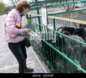 Eine Frau füttert auf einem Bauernhof in der Ukraine Gemüse an Ziegen. Stockfoto