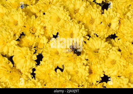Ungewickelte Blüten von gelben Chrysanthemen. Gelbe Chrysanthemen im Park im Herbst Stockfoto