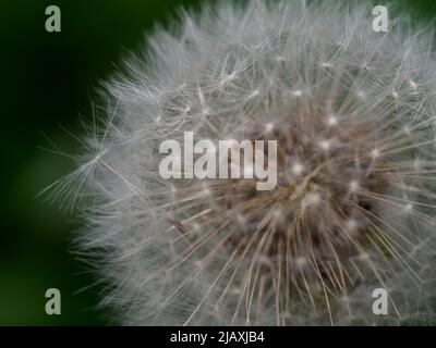 Nahaufnahme eines Löwinenzapfens, Taraxacum officinale, Samenkopf, Großbritannien Stockfoto