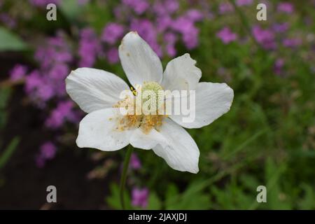 Anemone sylvestris. Zarte Blumen im Garten, im Blumenbeet. Floraler Hintergrund. Schöne zarte Anemone sylvestris. Weiße Blüten auf einer Nat Stockfoto