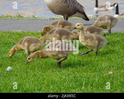 Gänseküken grasen am Bude-Kanal, Cornwall, Großbritannien Stockfoto