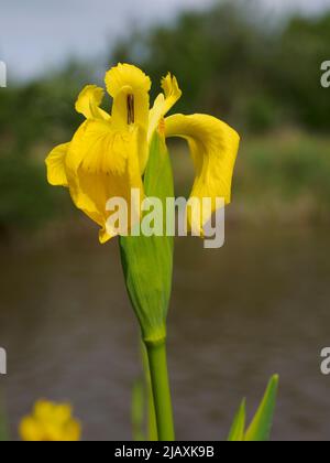 Gelbe Iris, Iris pseudacorus wächst entlang des Bude-Kanals, Cornwall, Großbritannien Stockfoto