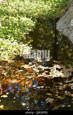 Farbenfrohe japanische Karpfenfische ( Nishikigoi ) in einem schönen Koi-Teich in einem Garten. Karpfenfischteich und Lichtbrechung von Sonnenlicht.schöne Koi Fische schwimmen ich Stockfoto