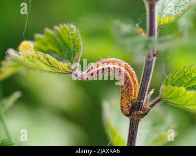 Puccinia urticata, Brennnesselrostpilz auf einem stechenden Neetle, Urtica dioica, Großbritannien Stockfoto