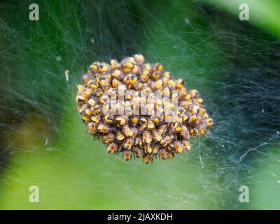 Araneus diadematus, Garden Cross Spider Spiderlings, Cornwall, Großbritannien Stockfoto