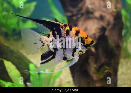 Koi-Angelfisch (Pterophyllum scalare) in Wasserfischen mit unscharfem Hintergrund Stockfoto