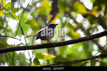 Ein süßes orientalisches Elster-Rotkehlchen-Weibchen sitzt auf einem Baumzweig in einem Vogelschutzgebiet von Westbengalen Stockfoto