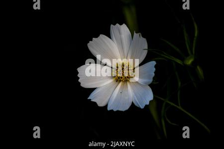Nahaufnahme einer wunderschönen kosmischen Blume mit dunklem Hintergrund Stockfoto