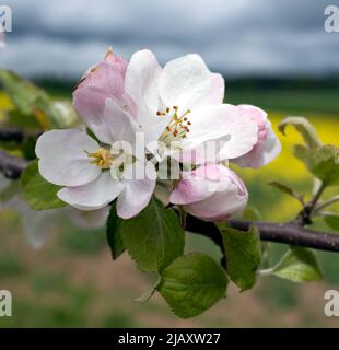 Malus sp. Wilde Apfelblüte in Kurland, Lettland Stockfoto