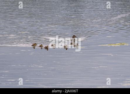 Weibliche Pochard (Aythya ferina) mit Entchen Stockfoto