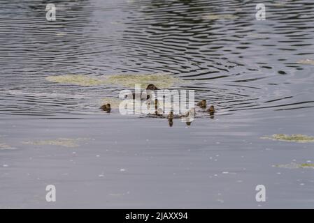 Weibliche Pochard (Aythya ferina) mit Entchen Stockfoto