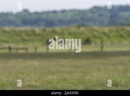 Flying Feldlerche (Alauda arvensis) Stockfoto