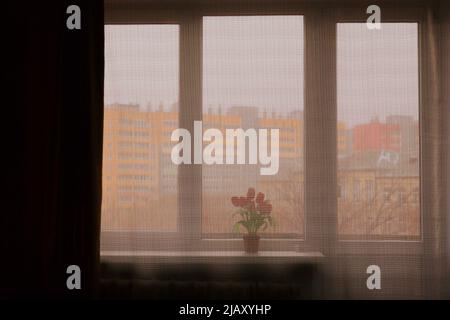 Einsame Blumen im Wohnzimmer auf der Fensterbank vor dem Hintergrund des Fensters Stockfoto