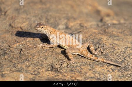 Die Ohrmulose Eidechse (Cophosaurus texanus) Stockfoto