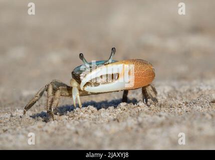 Männliche Brackwasserfiddler-Krabbe (Uca minax) in Galveston, Texas Stockfoto