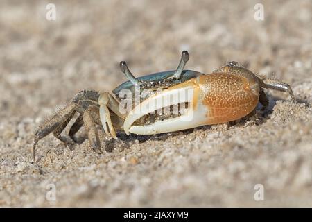 Männliche Brackwasserfiddler-Krabbe (Uca minax) in Galveston, Texas Stockfoto