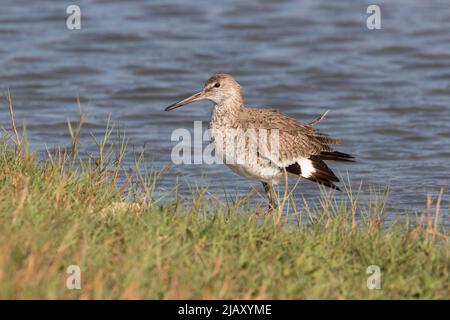 Der kurzschnabelige Mitgicker (Limnodromus griseus), der am Strand füttert Stockfoto