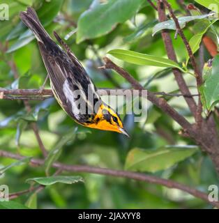 Der Schwarzburnische Waldsänger (Setophaga fusca) Stockfoto