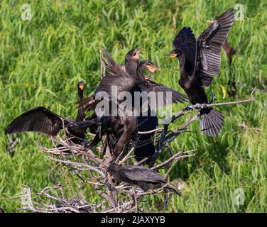 Cormorant Nesting Colony at Smith Oaks Bird Sanctuary, High Island, Bolivar: Fütterungszeit Stockfoto