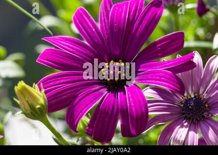 Rosafarbene Blüte eines marguerites oder Gänseblümchens Stockfoto