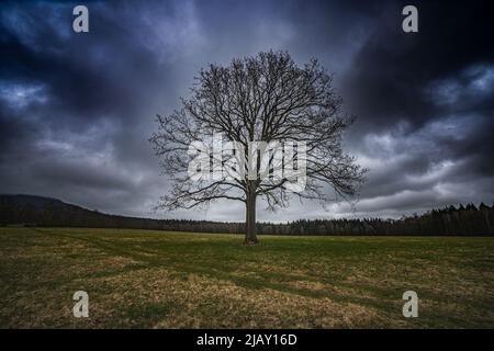 Einsamer alter und riesiger Baum, der mitten auf dem Feld gegen den abendlichen Sturm steht. Stockfoto