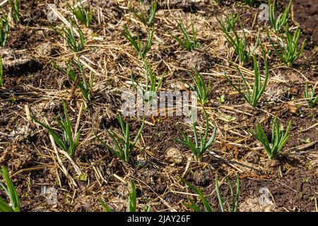 Junge grüne Zwiebeln wachsen auf dem Gartenbett. Gemüseanbau für eine gesunde Ernährung. Stockfoto