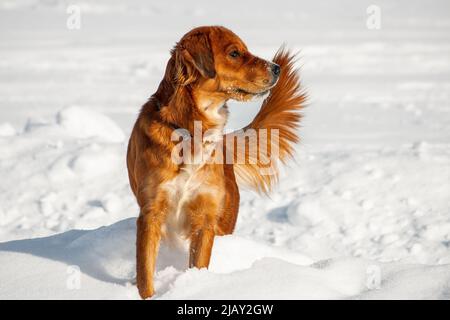 Der irische Setter spielt im Schnee. Hochformat. Nahaufnahme Stockfoto