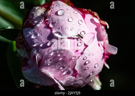 Eine Ameise, die im Frühling auf einer Pfingstrose mit Tropfen nach dem Regen läuft Stockfoto