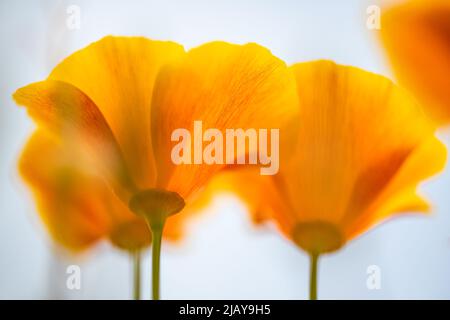 Orangefarbene kalifornische Mohnblumen im Frühling, Blume auf weißem Hintergrund Stockfoto