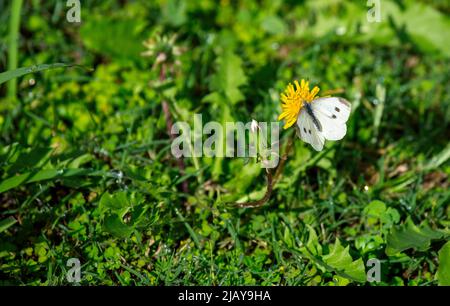 Ein weißer Schmetterling aus Kohl (Pieris rapae) auf einer Blume in sydney, New South Wales, Australien (Foto: Tara Chand Malhotra) Stockfoto