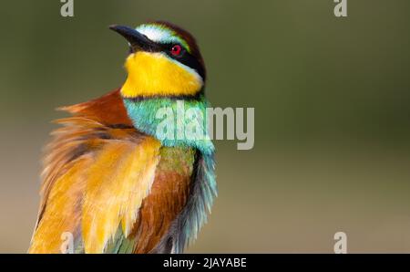 Wundervoller Vogel, der die Kamera ansah Stockfoto