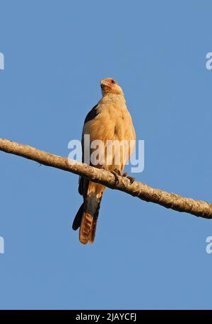 Gelbköpfiger Caracara-Erwachsener (Milvago Chimachima cordata) auf der Osa-Halbinsel, Costa Rica März Stockfoto