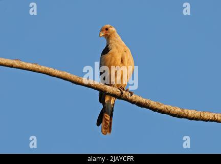 Gelbköpfiger Caracara-Erwachsener (Milvago Chimachima cordata) auf der Osa-Halbinsel, Costa Rica März Stockfoto