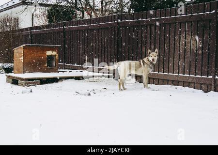 Wachhund deutscher Schäferhund steht in der Nähe von doghouse im verschneiten Winter Stockfoto